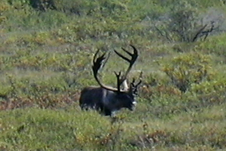 caribou