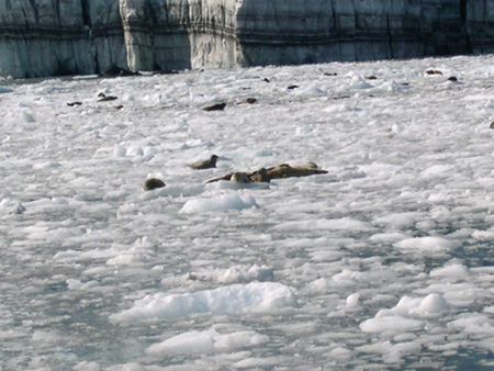 sealsonice