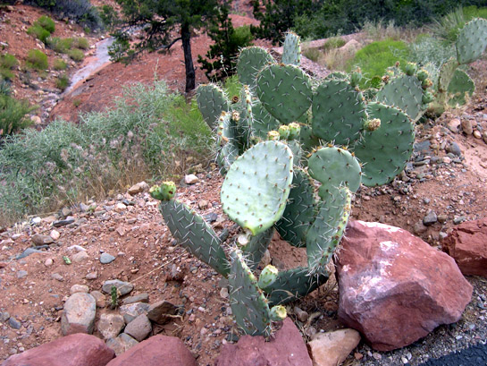 cactus